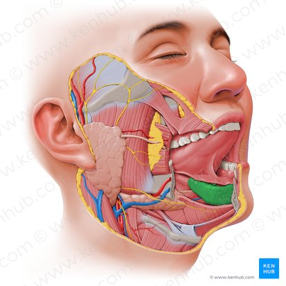 <p>The smallest of the major salivary glands, located beneath the tongue on the floor of the mouth. It primarily secretes a mucous-rich saliva, which contributes to lubrication.</p>