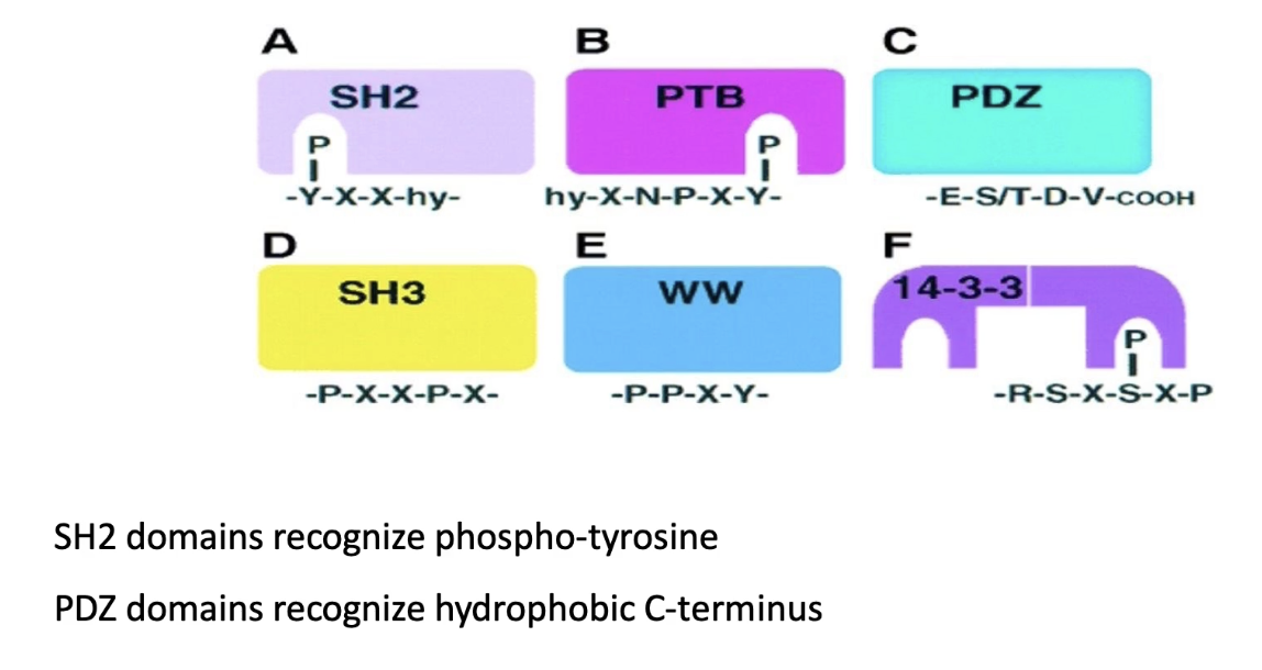 <ul><li><p><strong>All link proteins together</strong></p></li><li><p>Some require <strong>reversible modifications</strong> (like phosphorylation):</p><ul><li><p><strong>SH2, PTB, 14-3-3</strong>: bind <strong>phosphorylated tyrosine</strong></p></li><li><p>Allow <strong>reversible binding</strong></p></li></ul></li><li><p>Others bind <strong>unmodified sequences</strong>:</p><ul><li><p><strong>PDZ</strong>: binds <strong>C-terminal hydrophobic residues</strong></p></li><li><p><strong>SH3 &amp; WW</strong>: bind <strong>proline-rich sequences</strong></p></li><li><p>Binding is <strong>not reversible</strong></p></li></ul></li></ul><p></p>
