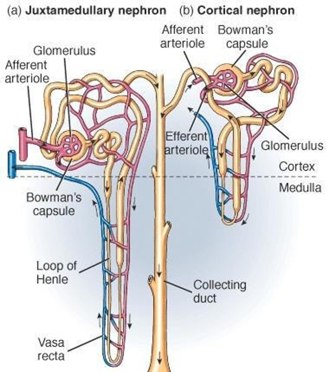 <p>85% of nephrons; most of nephron lies in the renal cortex; has short loop of Henle.</p>