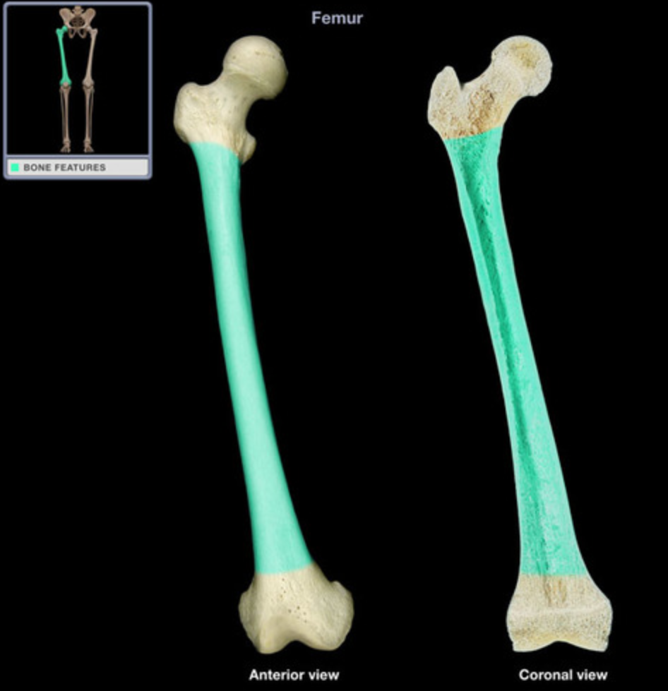 <p>What is this bone structure?</p>