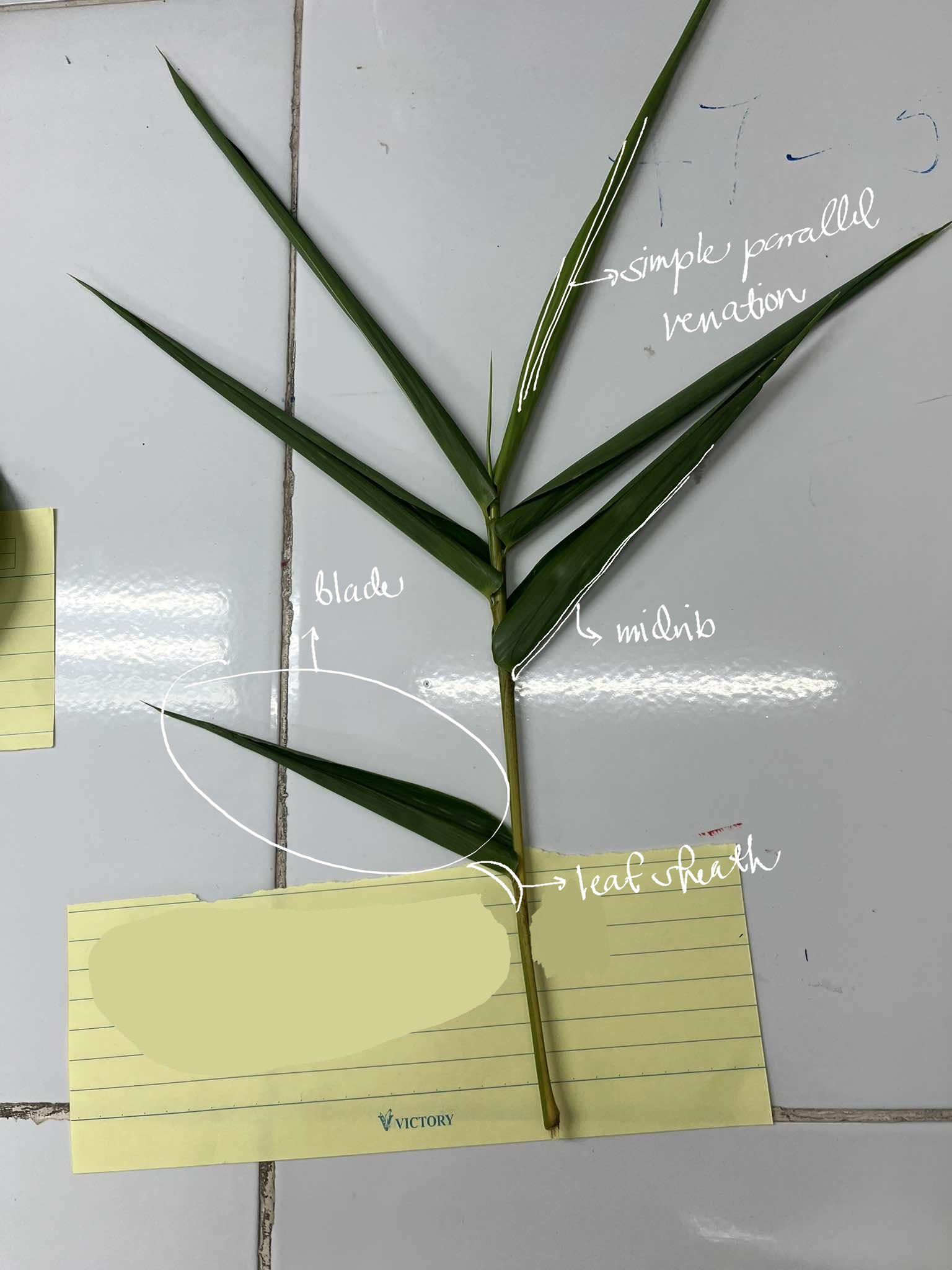 <p>bamboo</p>