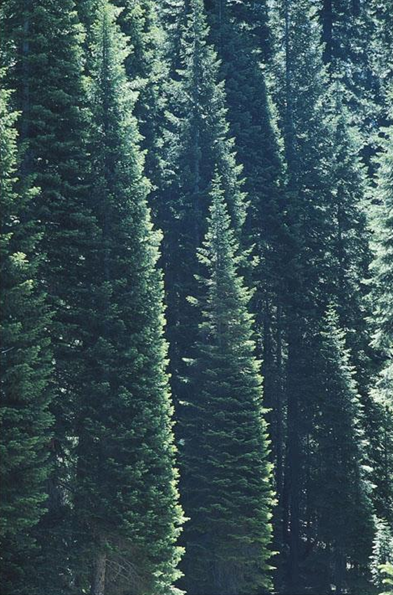 <p>conifer; white fir</p>