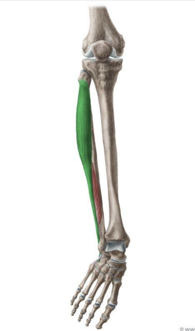 <p>MUSCLE:</p><p>ORIGIN:</p><p>INSERTION:</p><p>NERVE:</p><p>ACTION:</p>