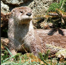 <p>What family is this species from</p>