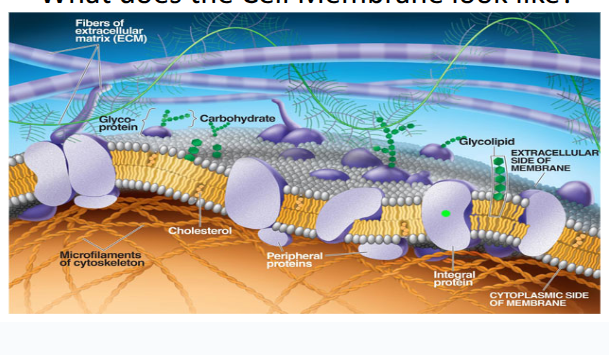 <ul><li><p>made of a phosphoipid bilayer</p></li><li><p>contains protein molecules</p></li><li><p>carbohydrates attached to protein molecules called glycoproteins</p></li><li><p>carbohydrates attached to lipids called glycoplipids</p></li><li><p>cholesterol</p></li><li><p>inside layered with cytoskeleton</p></li><li><p>outside layered with extracellular matrix</p></li></ul><p></p>