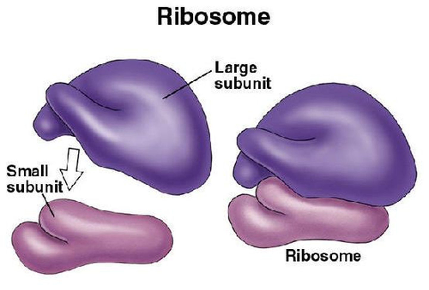 <p>- It is made up of proteins and ribosomal RNA (rRNA).</p><p>- It is made up of two ribosomal units.</p>