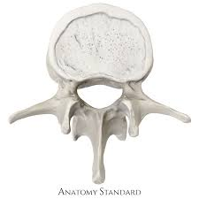 <p>Which vertebral group does this bone belong to? (cervical, thoracic, or lumbar)</p>