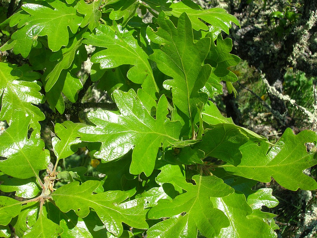<p>-Lobed leaves<br></p>