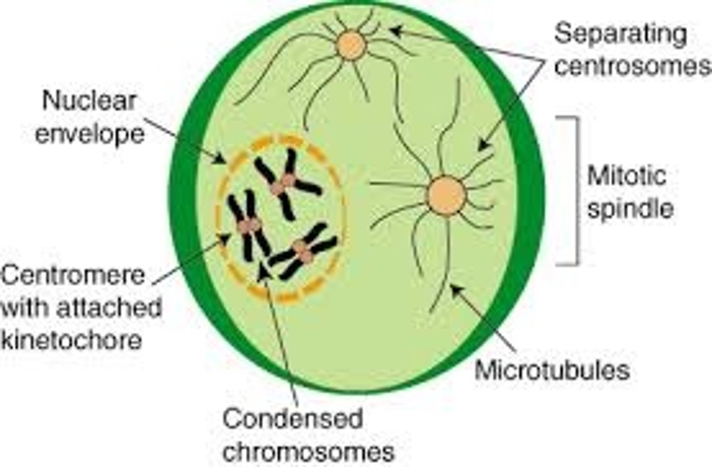 <p>first phase of mitosis, during which the chromatin changes into chromosomes, spindle fibers form &amp; the nuclear membrane disappears</p>