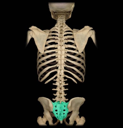 a shield-shaped bony structure that is located at the base of the lumbar vertebrae and that is connected to the pelvis
(think bone above tailbone)