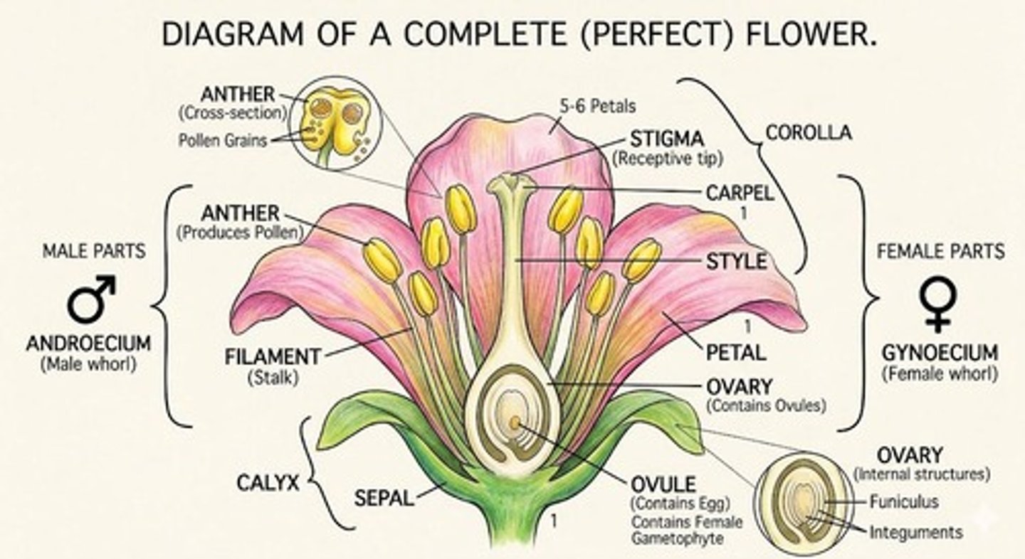 <p>Vaccines contain a harmless form or component of a pathogen that stimulates the immune system to mount defenses without causing disease.</p>