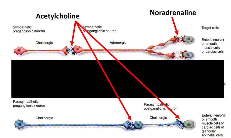 <p>1st Difference: Different Effector (Postganglionic) NTs</p>