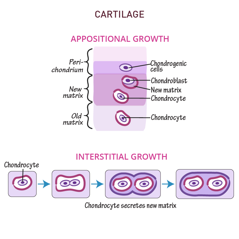 <p>Via <strong>appositional growth </strong>and <strong>interstitial growth</strong></p>