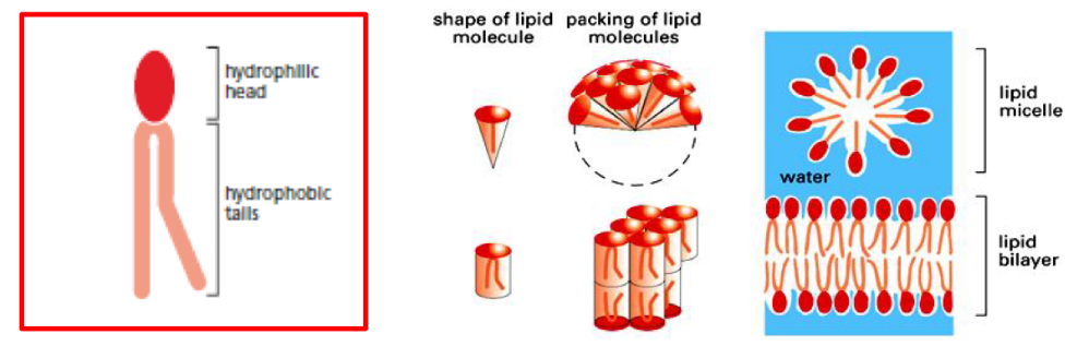 <p>Bilateral: Polar Head on outside and nonpolar on the inside</p><p>Micelles</p>