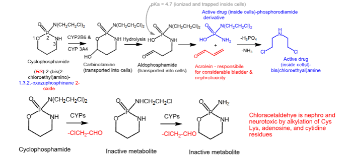 <p>- <span style="color: red"><strong>Carbon-based alkylating agent</strong></span></p><p>- <span style="color: red"><strong>Prodrug</strong></span></p><p>- <span style="color: red"><strong>Side product</strong></span><strong> of this metabolism is </strong><span style="color: red"><strong>acrolein</strong></span><strong>, which is </strong><span style="color: red"><strong>urotoxic</strong></span><strong> and </strong><span style="color: red"><strong>nephrotoxic</strong></span></p><p>-<strong> </strong><span style="color: red"><strong>Chloroacetaldehyde</strong></span><strong> is </strong><span style="color: red"><strong>neurotoxic</strong></span><strong> and </strong><span style="color: red"><strong>nephrotoxic</strong></span></p><p>- <strong>Used to treat </strong><span style="color: red"><strong>malignant lymphomas, Hodgkin’s disease, multiple myeloma</strong></span><strong>, and </strong><span style="color: red"><strong>leukemias</strong></span></p><p>-<strong> </strong><span style="color: red"><strong>Oral</strong></span><strong> or </strong><span style="color: red"><strong>IV</strong></span></p><p>- <strong>F &gt;75%</strong></p><p>-<strong> Protein binding is low</strong></p><p>- <strong>Half-life of 3-12 hours</strong></p><p>-<strong> </strong><span style="color: red"><strong>Biotransformed in the liver</strong></span></p><p>- <strong>Can cause emesis, alopecia, and N/V</strong></p><p>- <span style="color: red"><strong>Mesna can be used as a cytoprotective adjuvant to reduce acrolein-induced toxicities by forming a water-soluble, excretable adduct</strong></span></p>