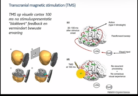 <p>TMS op visuele cortex 100 ms na stimuluspresentatie blokkeert feedback en vermindert bewuste ervaring</p><p></p><p>verwerking die op dat moment verstoren</p><p></p><p>feedforward is rond 100ms, die laten passeren, daarna TMS puls, feedback &gt; stimuli niet meer zien</p><p></p>