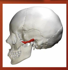 <p>zygomatic process</p>