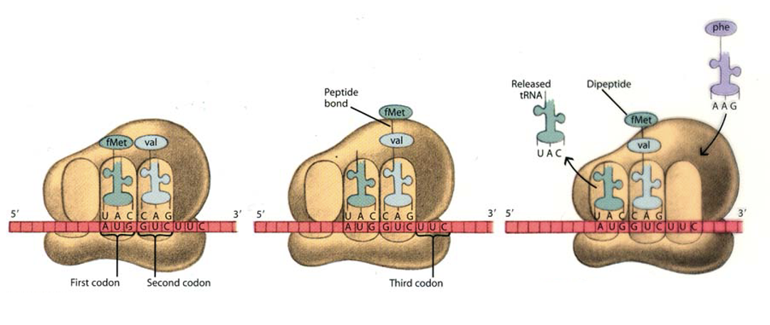 <p>Elongation / Termination phase of translation</p>
