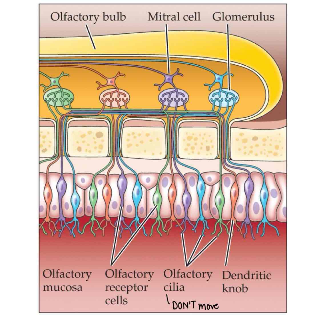 <p>olfactory anatomy</p>