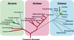 <p><span><u>Bacteria: </u>single celled prokaryotic organisms</span></p>