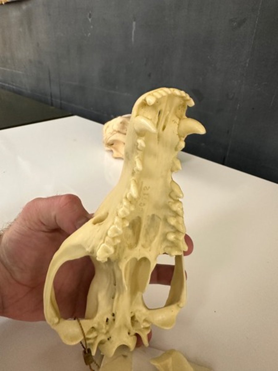 <p>What specimen is this?</p>