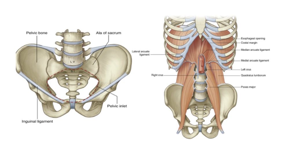 <ul><li><p>Superior aperture —</p><ul><li><p>Corresponds to the thoracic inferior aperture which corresponds to the diaphragm — margin consists of</p><ul><li><p>Vertebra TXII, rib XII, distal end of rib XI, costal margin, &amp; xiphoid process of sternum</p></li></ul></li></ul></li><li><p>Inferior boundary —</p><ul><li><p>Level of pelvic inlet — abdominal wall/cavity continuous with pelvic wall/cavity</p></li><li><p>Circular margin formed entirely by bone —</p><ul><li><p>Posteriorly by the sacrum, anteruorly by pubic symphysis, &amp; laterally (on each side) by a distinct bony rim on the pelvic bone</p></li></ul></li></ul></li></ul>