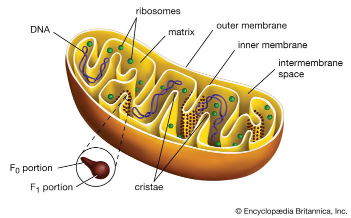 <p>The pyruvic acid is able to diffuse past these membranes and into the <strong>_____ ______</strong>, the <em>innermost</em> compartment of the <strong>mitochondrion</strong>. Pyruvic acid is split and then chained to an enzyme resulting in the 2-carbon compound Acetyl Coenzyme A (<strong>Acetyl CoA</strong>). The cleaved carbon combines with oxygen to form carbon dioxide, a waste product. Acetyl CoA is then subjected to the next process.</p>
