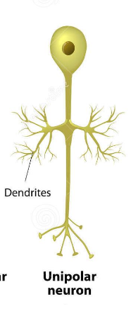 <p>Sensory neuron </p><ul><li><p><strong><mark data-color="purple" style="background-color: purple; color: inherit;">Only one projection emerges from the soma</mark></strong></p></li></ul><p></p>