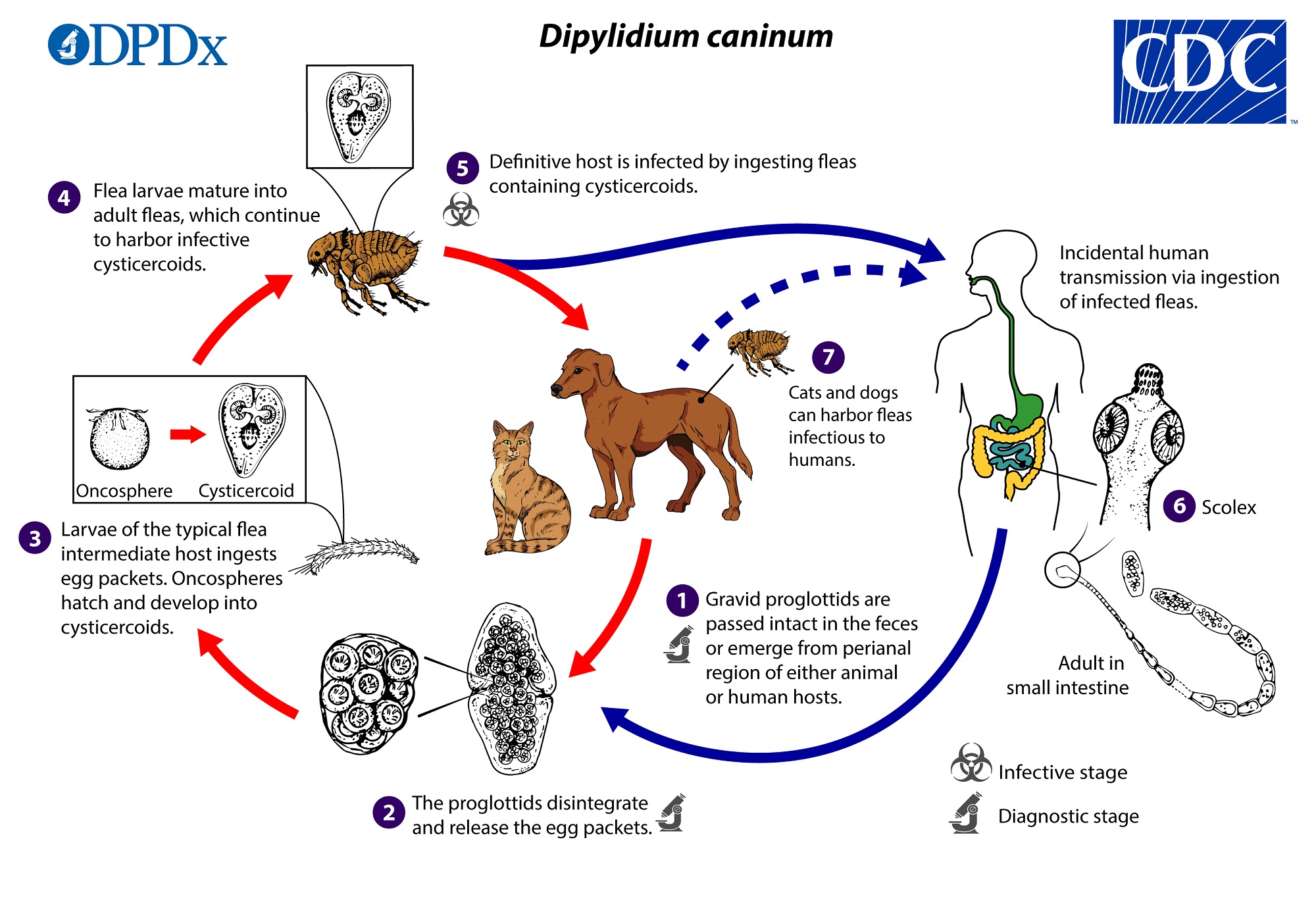 - humans are not the right host for echinococcus
- can enter our bodies but dead end host because not the right environment for parasite reproduction
- Transmitted from dogs that wander around farm animals
- Dogs also eat offal, organ meat
- If eggs get into human, than formation of hydatid cyst bag of immature parasite and fluid, along the liver, lungs, or brain tissue
- Cyst usually goes unnoticed, needs to be surgically removed
- If it ruptures, the immune system goes into anaphylactic shock.