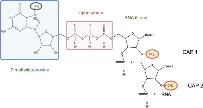 <p>what doe sthis image show? </p>