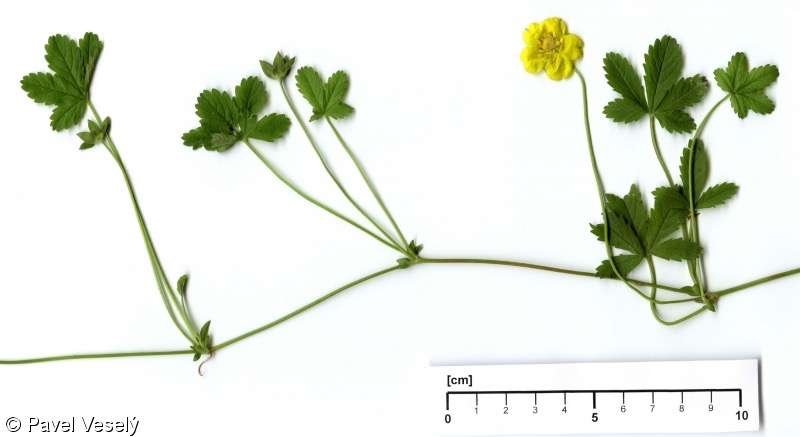 <p>Potentilla reptans - Rosaceae<span style="color: rgb(0, 0, 0)">Rosaceae</span></p>
