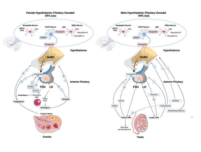 <p><span style="color: rgb(0, 0, 0);"><span>• Hypothalamus → GnRH( Gonadotropin Releasing Hormone pulses) → Anterior pituitary → secretes  FSH (Follide Stimulating Hormone) and LH ( Luteinzing Hormone)</span></span></p><p><span style="color: rgb(0, 0, 0);"><span><br>• FSH/LH act on gonads (testes or ovaries) → sex hormones → feedback loops</span></span></p><p><span style="color: rgb(0, 0, 0);"><span><br>• Key idea: “GnRH drives FSH and LH, which drive follicle development and ovulation.”</span></span></p>