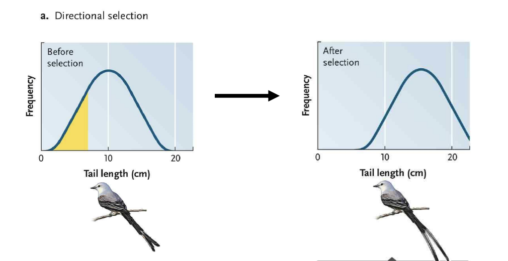 <ul><li><p>Favors individuals near one end of phenotypic spectrum</p></li><li><p>Ex: pushing for larger tail feathers</p></li></ul><p></p>
