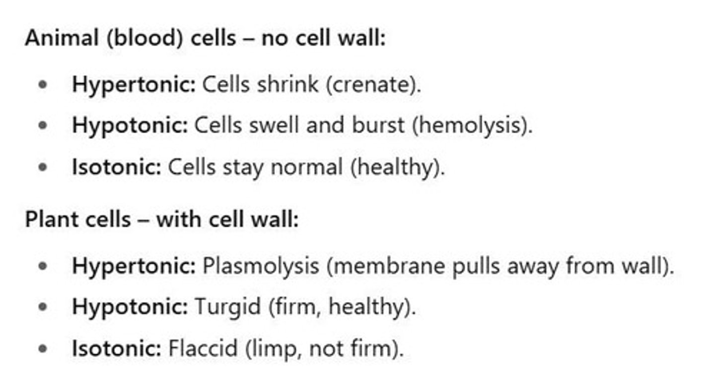 <p>Blood cells lose water and shrink due to the higher solute concentration outside the cell.</p>
