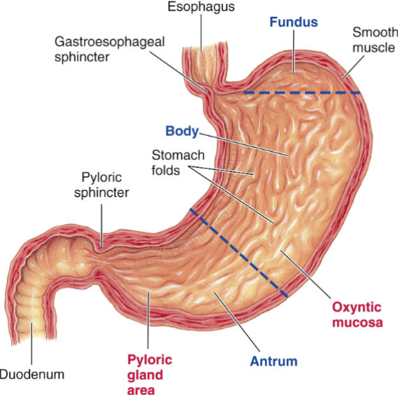 <p>weak contractions in fundus (top of stomach) &amp; body allow storage of food in the body &amp; a pocket of gas in the fundus</p>