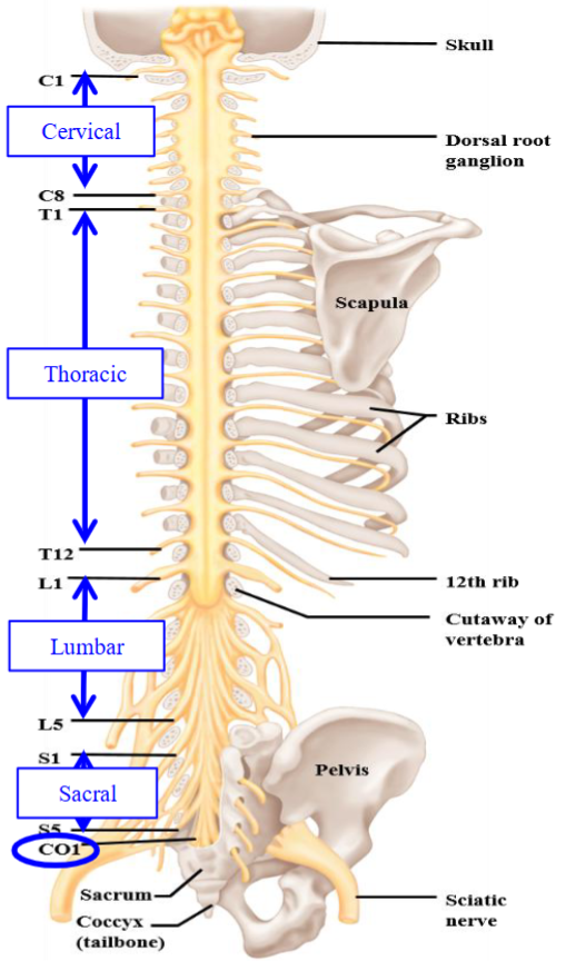 <ul><li><p>31 spinal nerves convey signals to and from spinal cord. </p></li><li><p>Each spinal region is divided into segments and each segment leads to a bilateral pair of spinal nerves. </p><ul><li><p>8 cervical, 12 thoracic, 5 lumbar, 5 sacral, 1 coccygeal. </p></li></ul></li><li><p>Each spinal nerve innervates a specific area of skin (Dermatome) and muscles (Myotome). </p></li></ul><p></p>