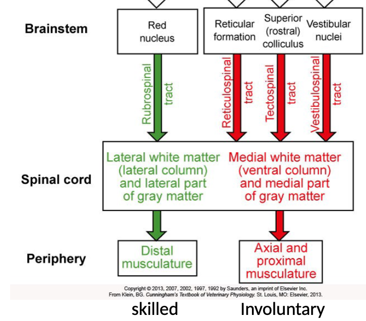 <p>1) Reticulospinal, vestibulospinal (involuntary) - most important pathways for maintaining an upright posture</p><p>2) tectospinal (involuntary) - principally involved in reflex orientation of the head</p><p>3) rubrospinal - involved in skill, manipulative movements of the extrimities</p>