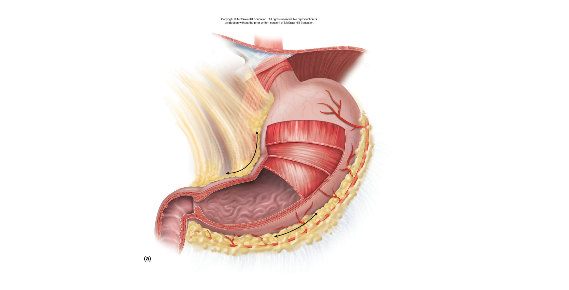 <p>what are the layers of stomach muscle?</p>