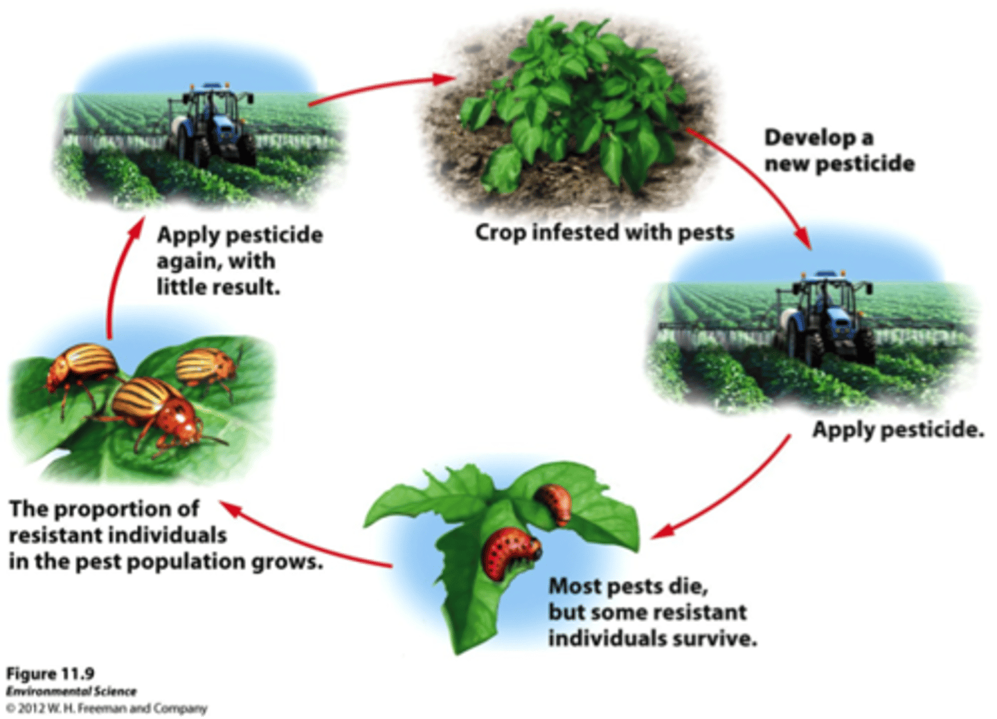 <p>A cycle of pesticide development, followed by pest resistance, followed by new pesticide development.</p>
