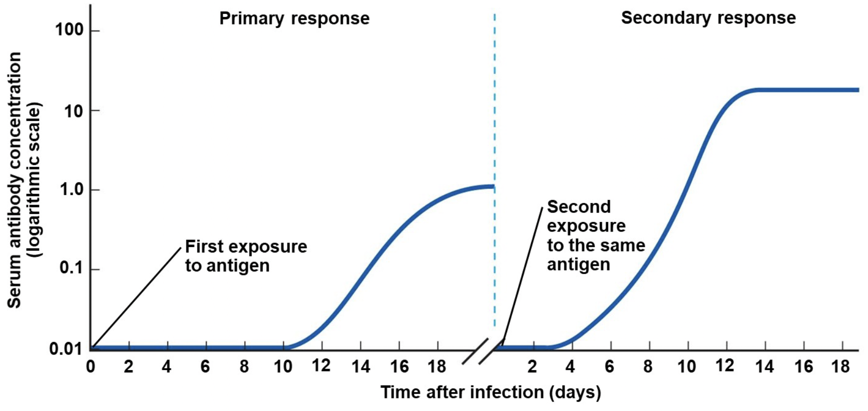 <p>Primary response: first exposure to antigen</p><p>Secondary response: second exposure to the same antigen</p><p></p><ul><li><p>Can take quite a long time to begin to make antibodies after first exposure (10-17 days), and you feel sick</p></li><li><p>After second exposure it only takes 2-7 days to fight off sickness</p></li></ul>