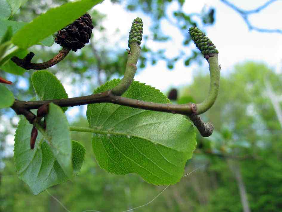 <p>Alnus cordata</p>