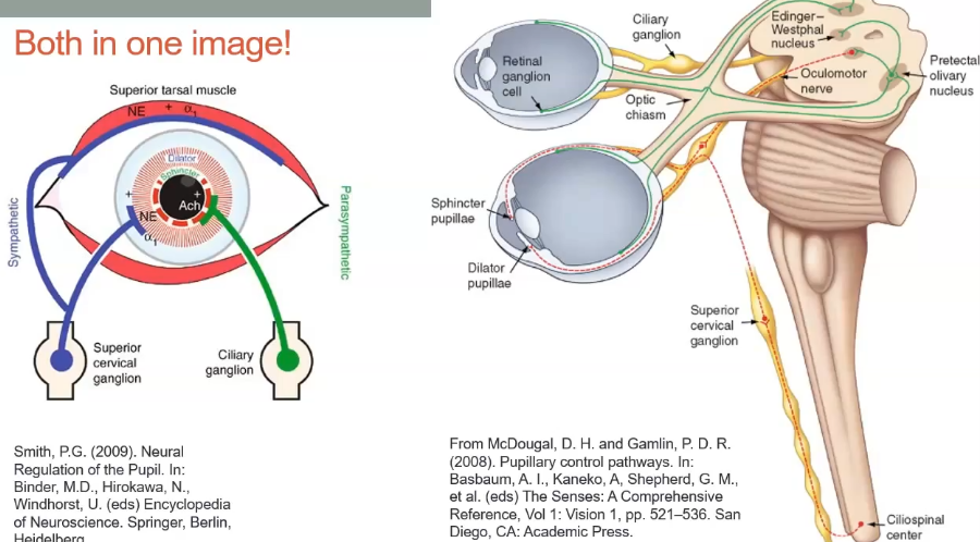 <p>both pathways in the eye </p>