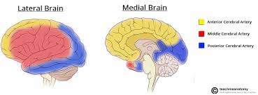 <p>lateral aspects of the frontal, parietal and occipital cortex</p>