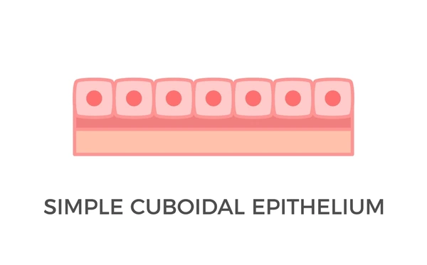 <ul><li><p>lines the kidney tubules and small intestine</p></li><li><p>cubed</p></li></ul><p></p>