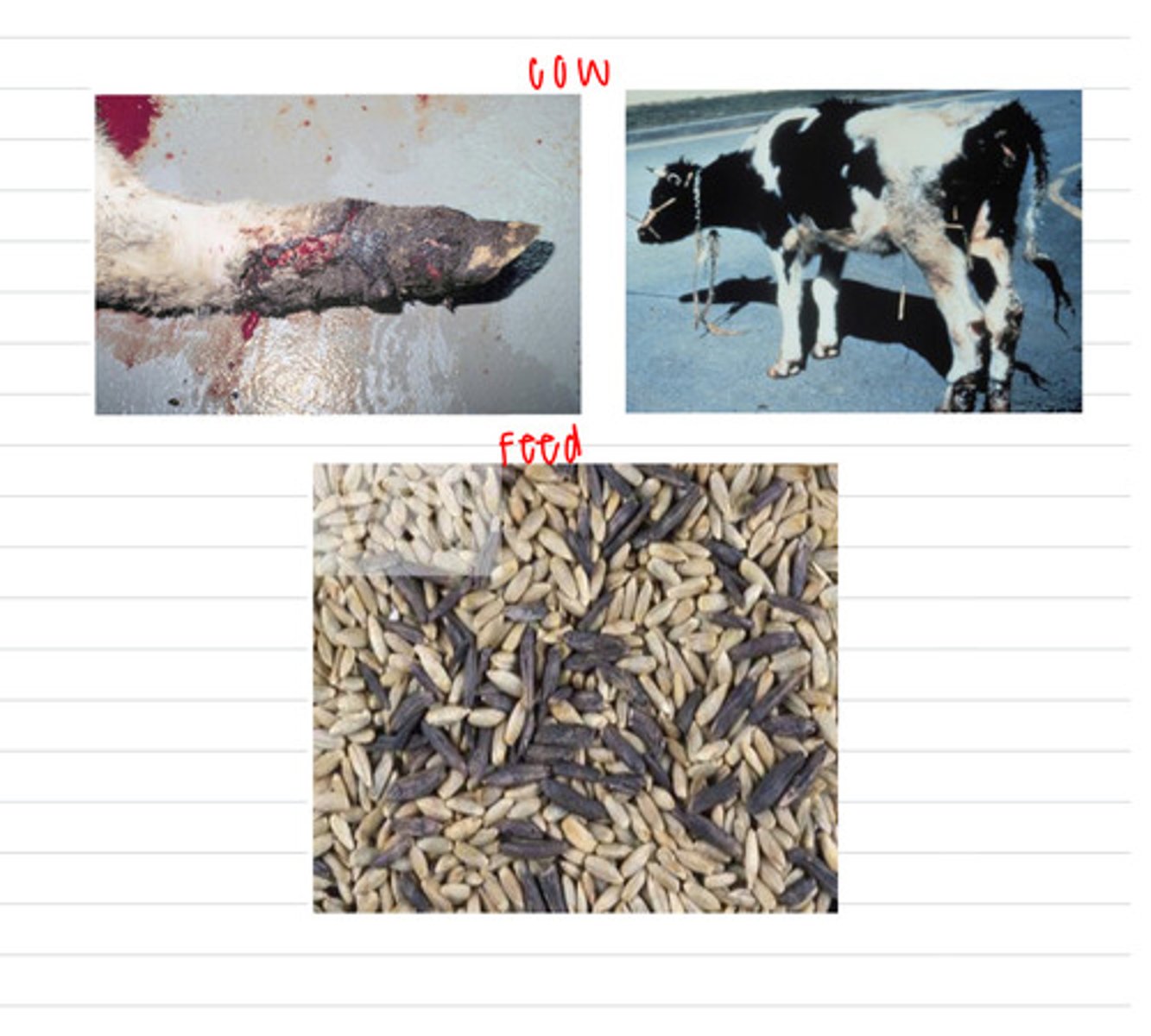 <p>a cow comes to the vet with red, swollen, gangrene on its extremities. the farmer says it has been eating this feed: <br>what is the diagnosis?</p>