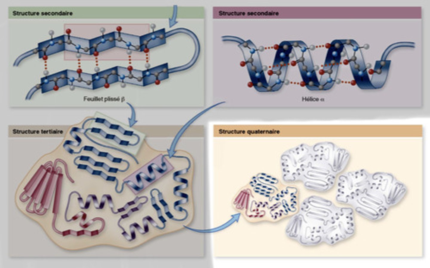 <p>Association de plusieurs polypeptides (si protéine composée de plusieurs donc étape optionnelle)</p>