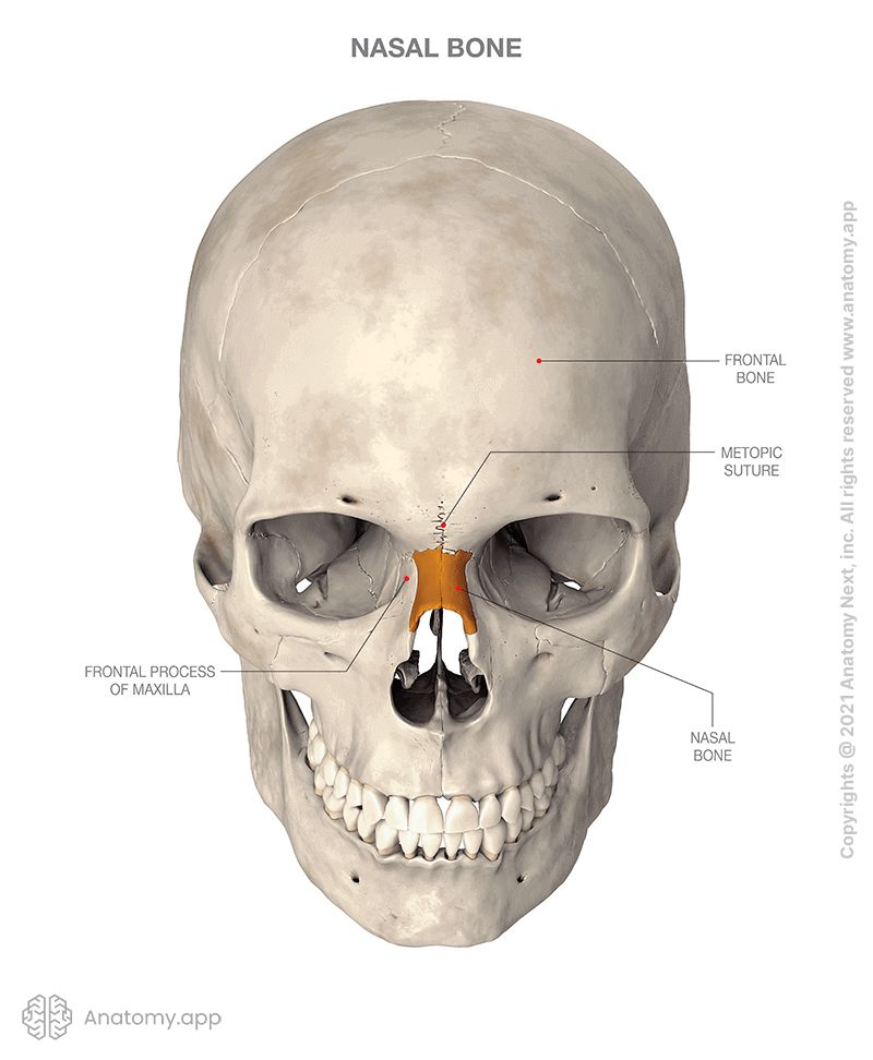 <p>Paired bone forming the anterior <strong>wall</strong> of the <strong>nasal cavity </strong>and is largely responsible for the <strong>shape of the nose</strong>.</p>