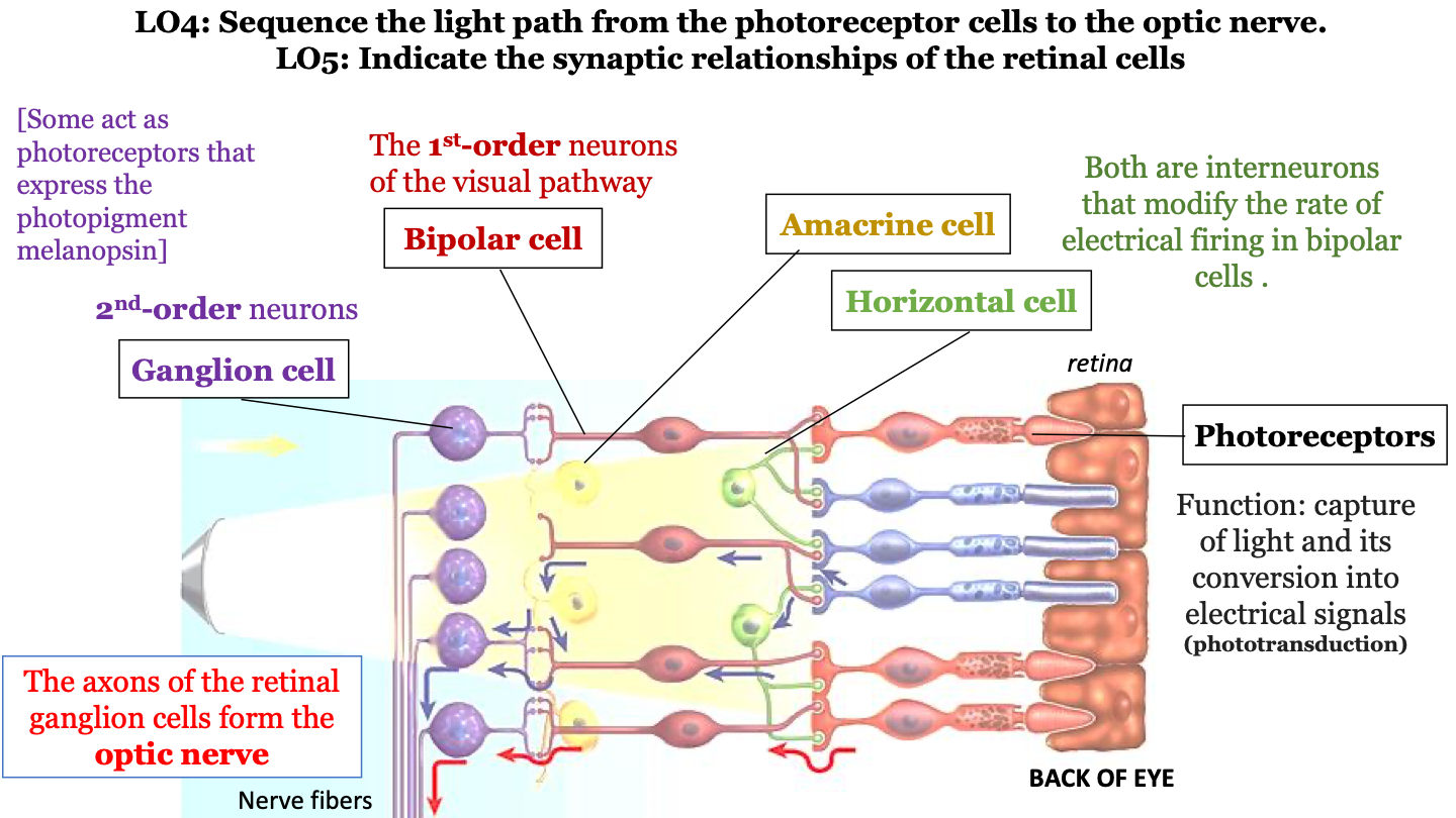 1st-order neurons of the visual pathway