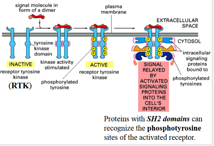 <p>1) binding of signal as a dimer causes formation of receptor subunit dimers</p><p>2) cytoplasmic TK domains of the receptor subunits phosphorylate each other</p><p>3) phosphorylated tyrosines become binding sites for signaling proteins that contain an SH2 domain</p>