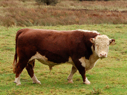 <p>They are modern Herefords minus the horns. Superior foraging ability, vigor and hardiness.</p>